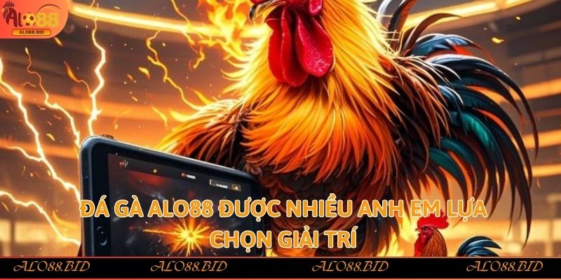 Đá gà Alo88 được nhiều anh em lựa chọn giải trí