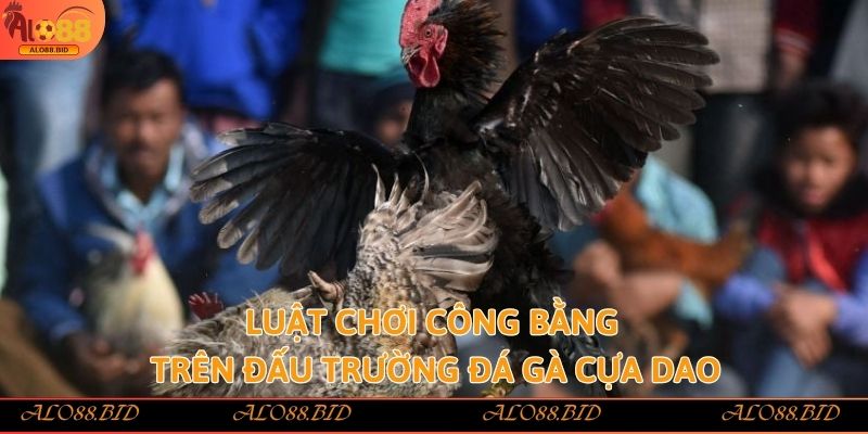 Luật chơi công bằng trên đấu trường đá gà cựa dao