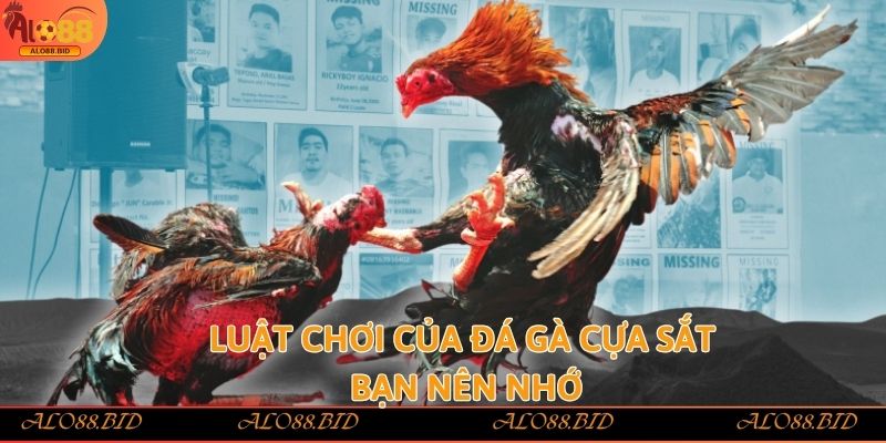 Luật chơi của đá gà cựa sắt bạn nên nhớ
