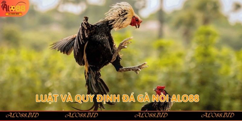 Luật và quy định đá gà nòi Alo88