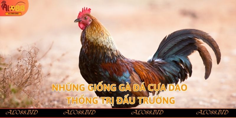 Những giống gà đá cựa dao thống trị đấu trường